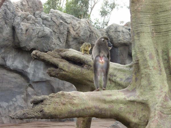 Drill meeting talapoin