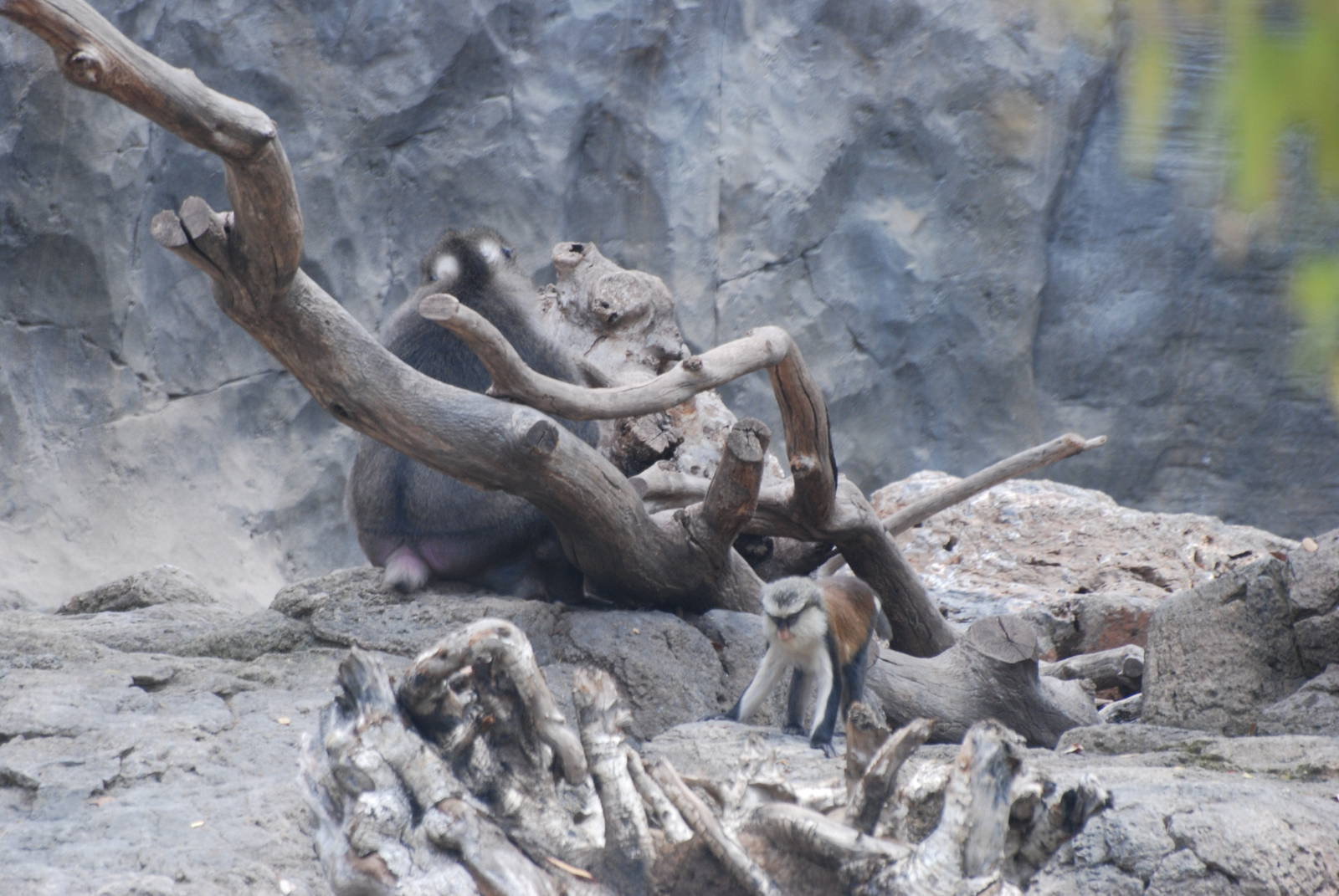 Drill/Mona Guenon at Bioparc Valencia, 28/05/11