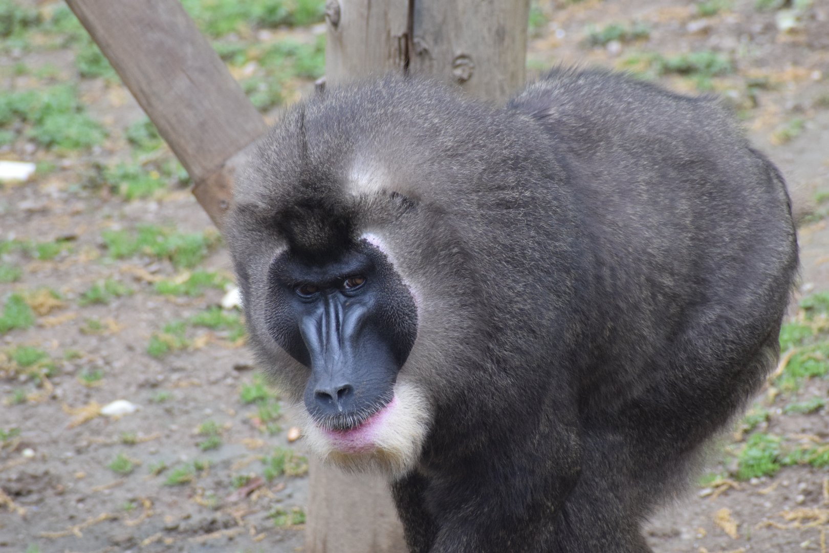 Drill - Parc zoologique de Saint-Martin-la-Plaine