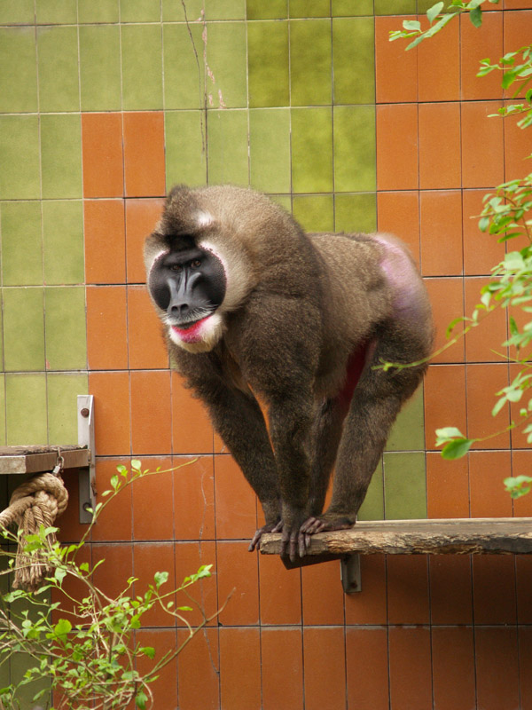 Drill - Zoo Barcelona