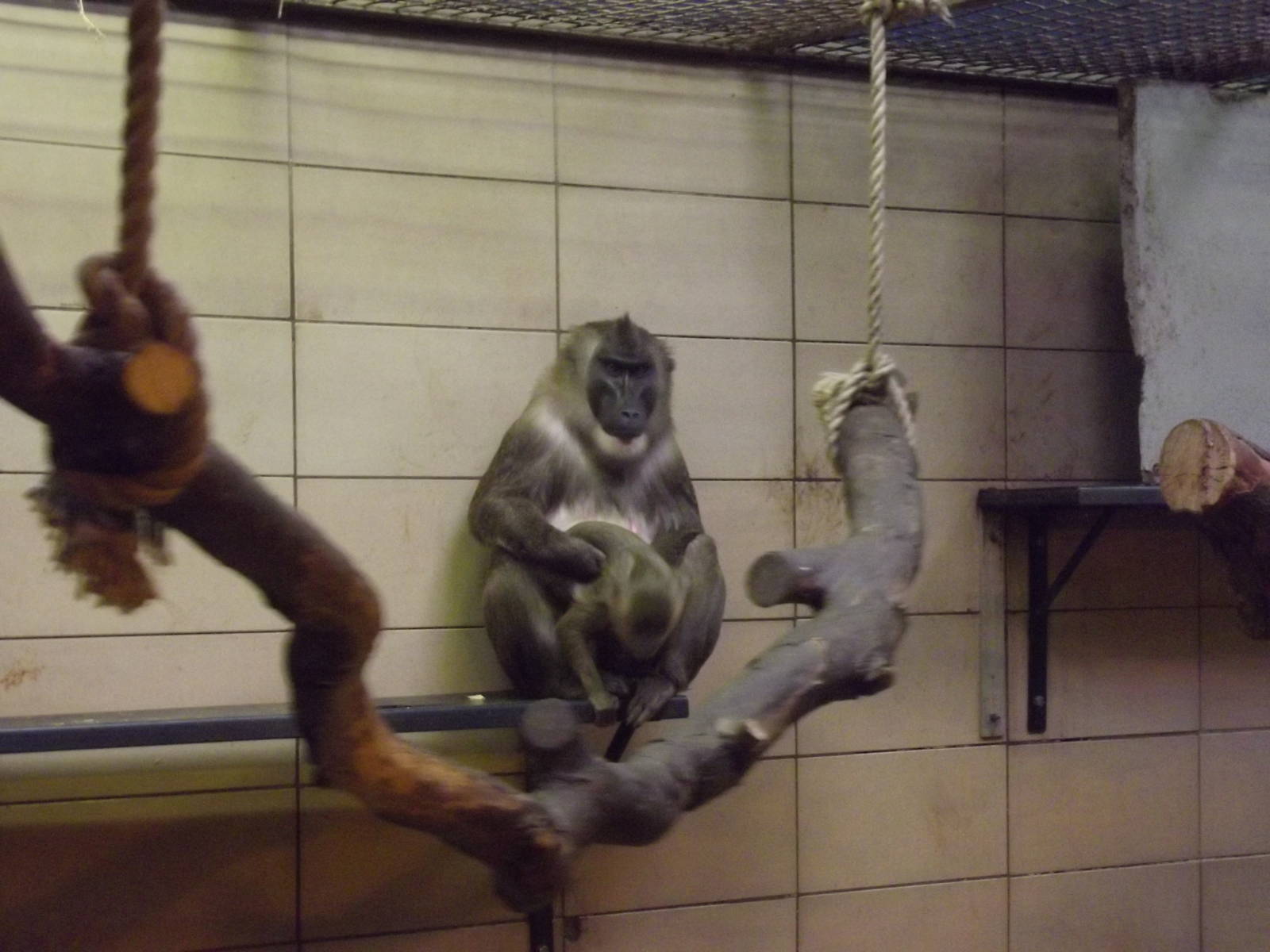 Drills at Edinburgh Zoo 28/12/11