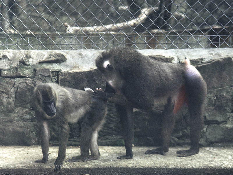 Drills, Chester 1972