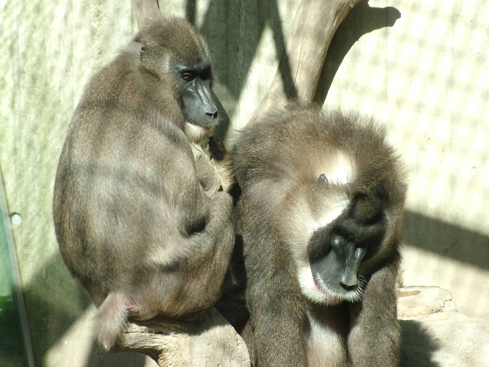 Drills (Mandrillus leucophaeus) at Hannover Zoo 2007