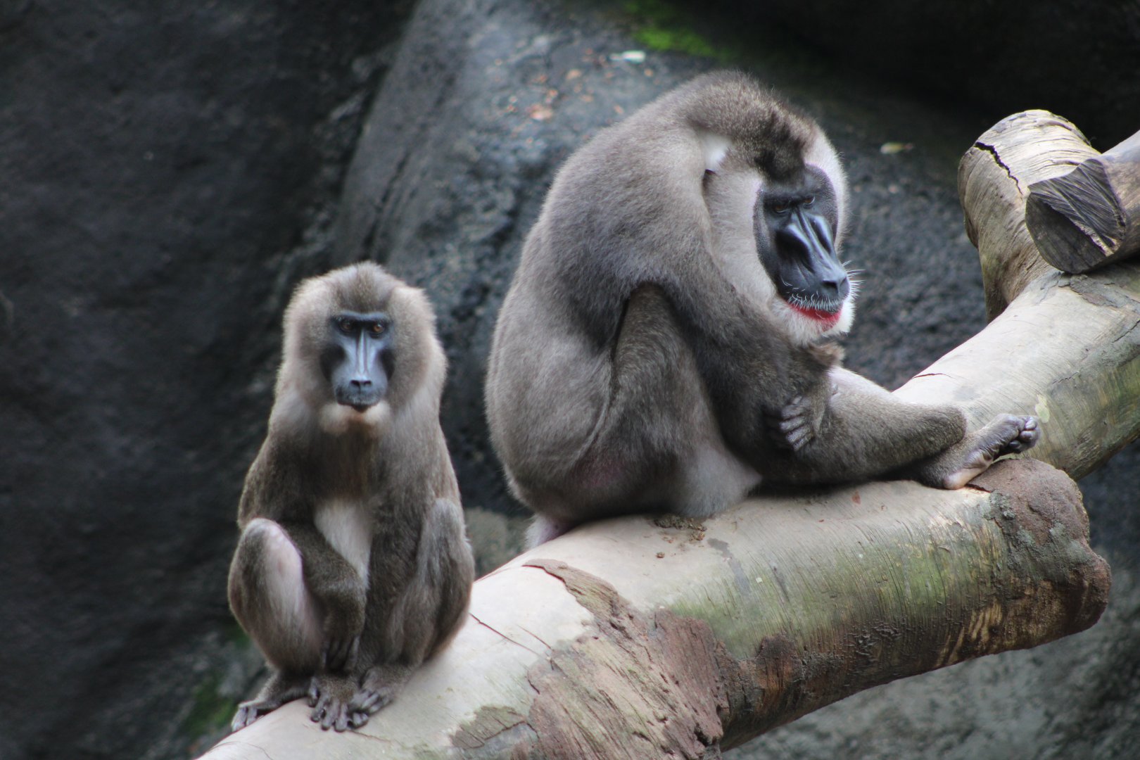 Drills (Mandrillus leucophaeus)