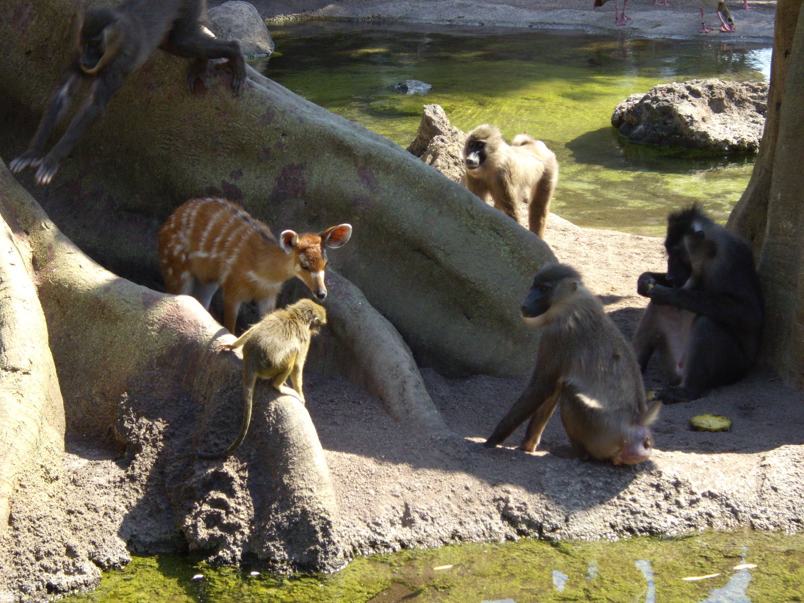 DRILLS TALAPOINS SITATUNGA PIGMY HIPPO BRAZZA GUENON NILE GOOSE
