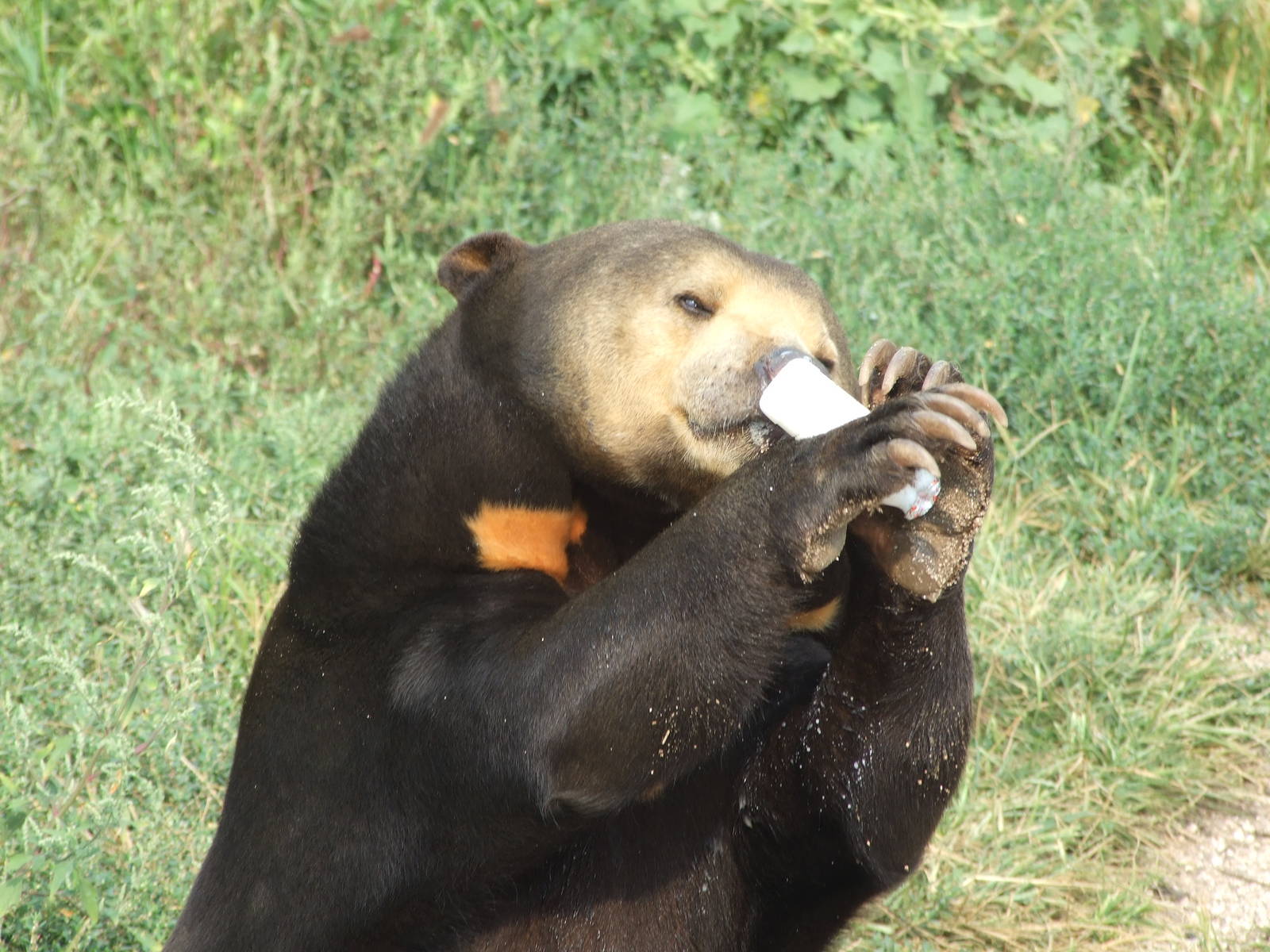 Drink for sun bear