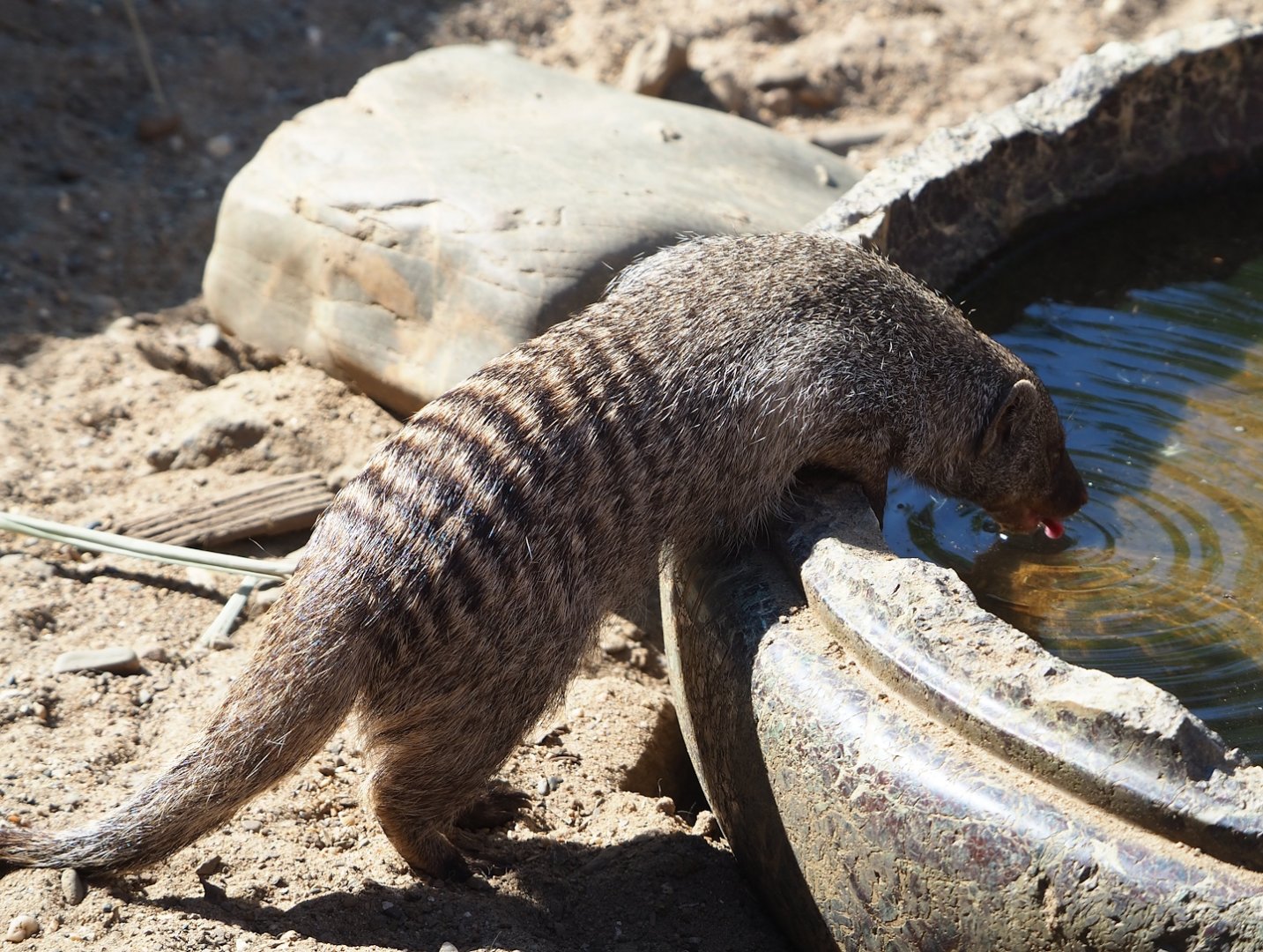 Drinking Banded mongoose (Mungos mungo), 2023-06-04