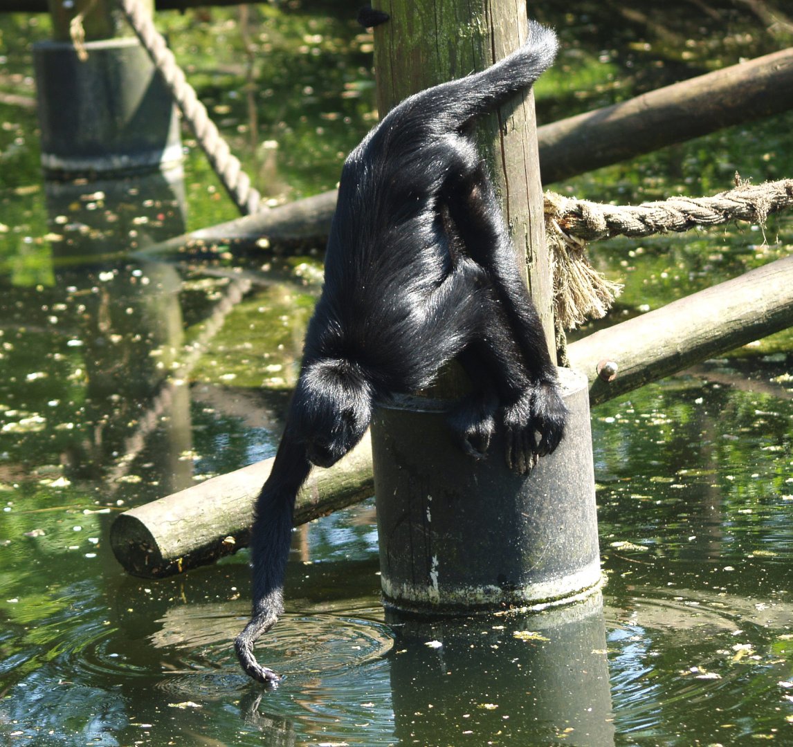 Drinking Colombian black spider monkey (Ateles fusciceps rufiventris), 2009-04-19