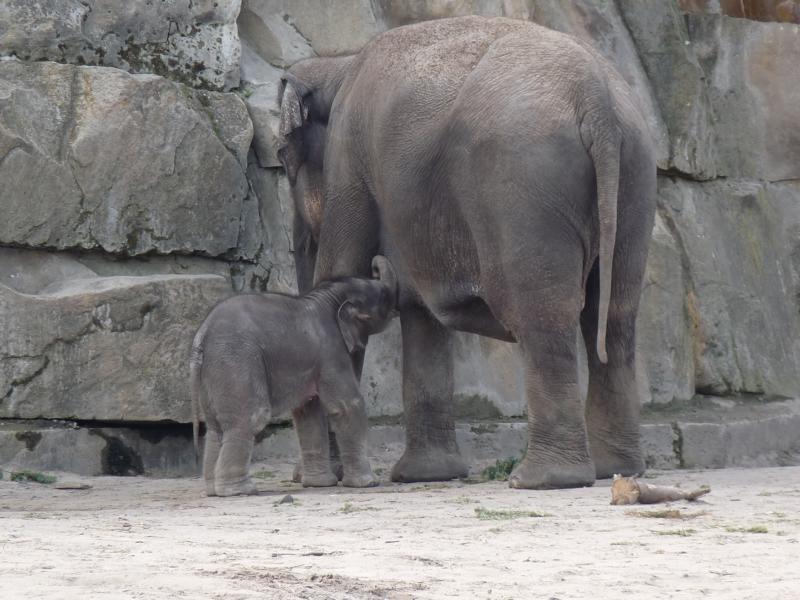 Drinking elephant calf