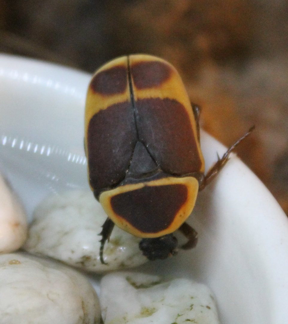 Drinking Flower beetle