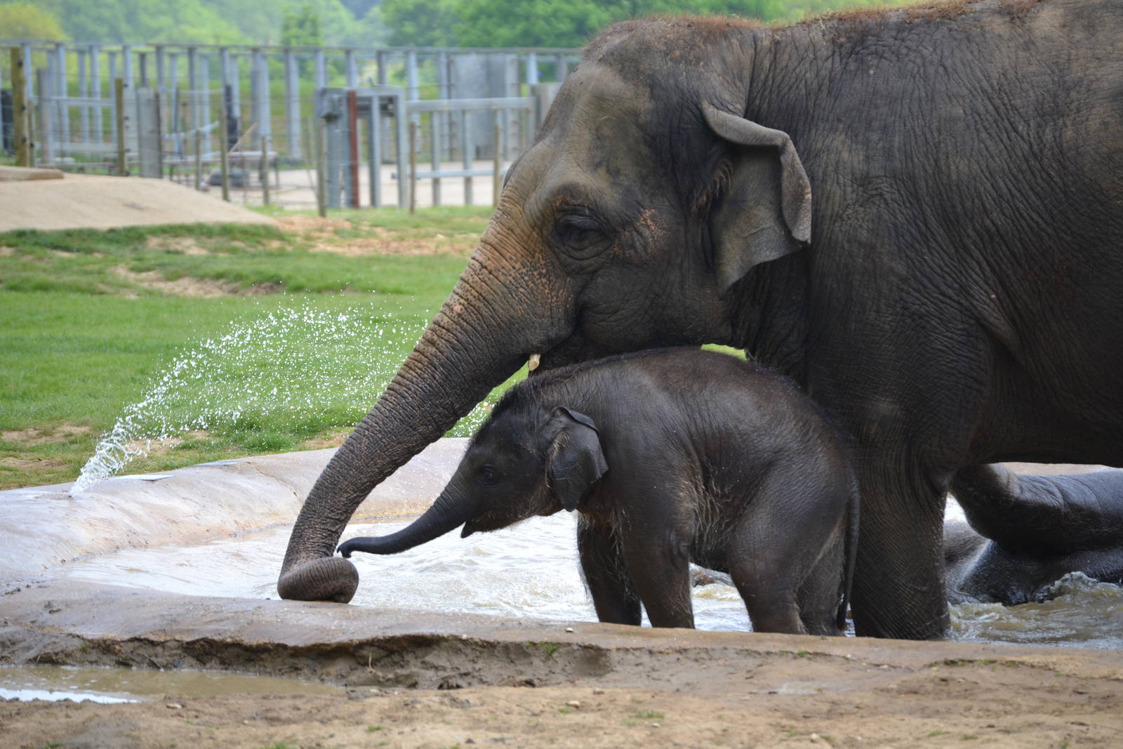 Drinking from the water spout
