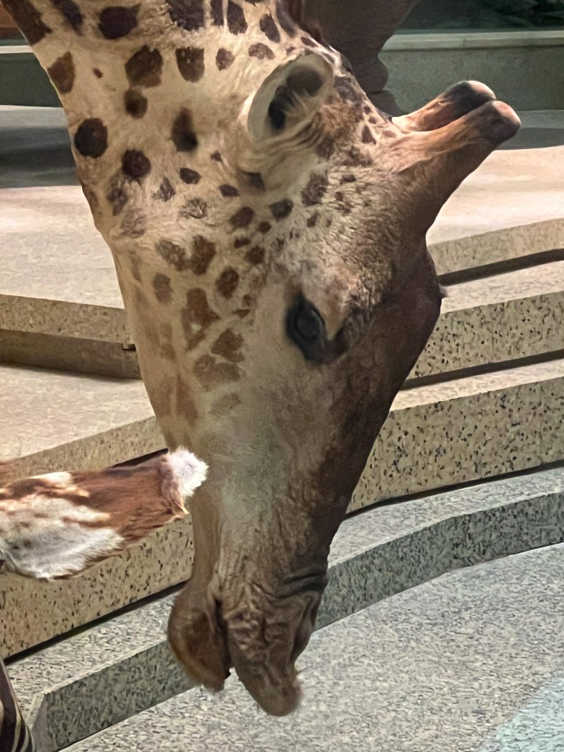 Drinking Giraffe Closeup