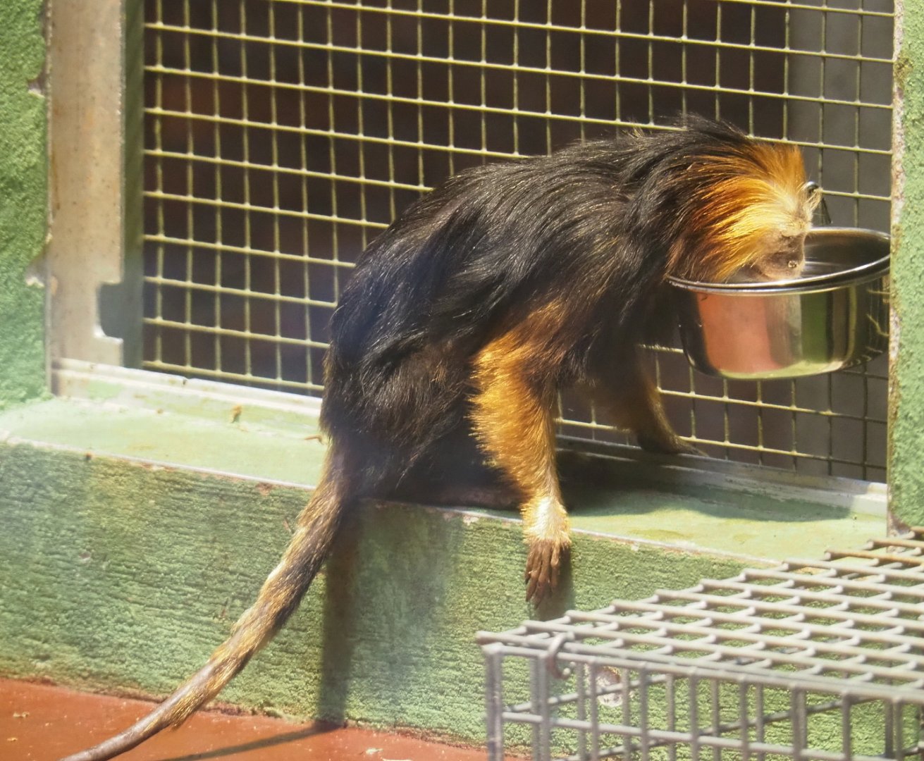 Drinking Golden-headed lion tamarin (Leontopithecus chrysomelas), 2021-06-12