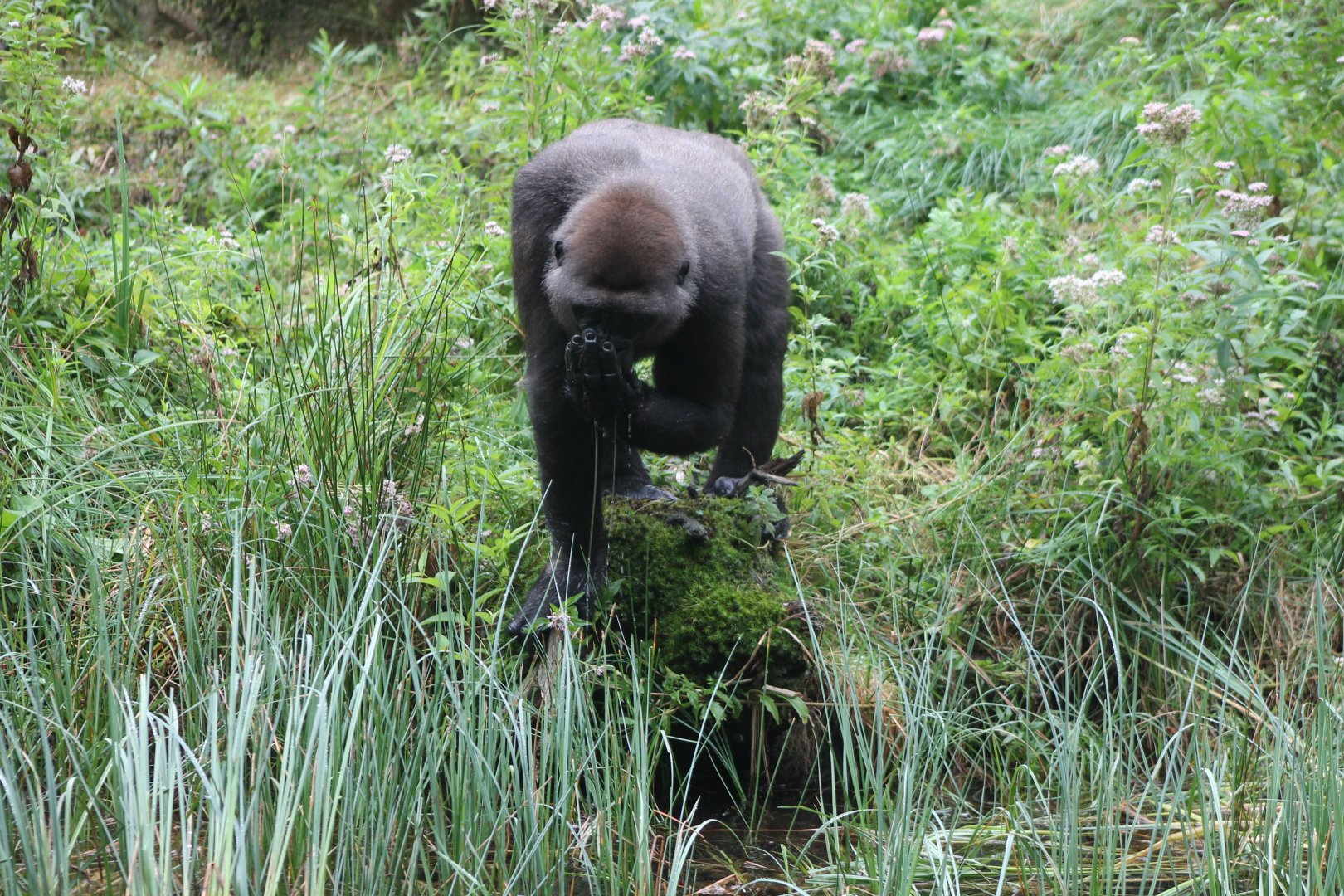 Drinking Gorilla