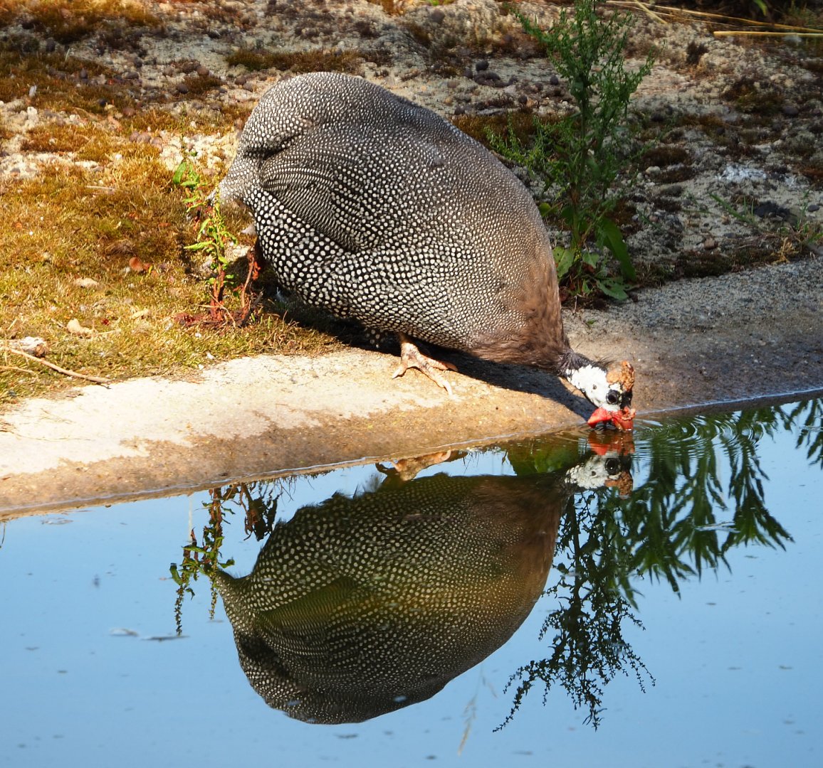 Drinking Helmeted guineafowl (Numida meleagris), 2020-06-12