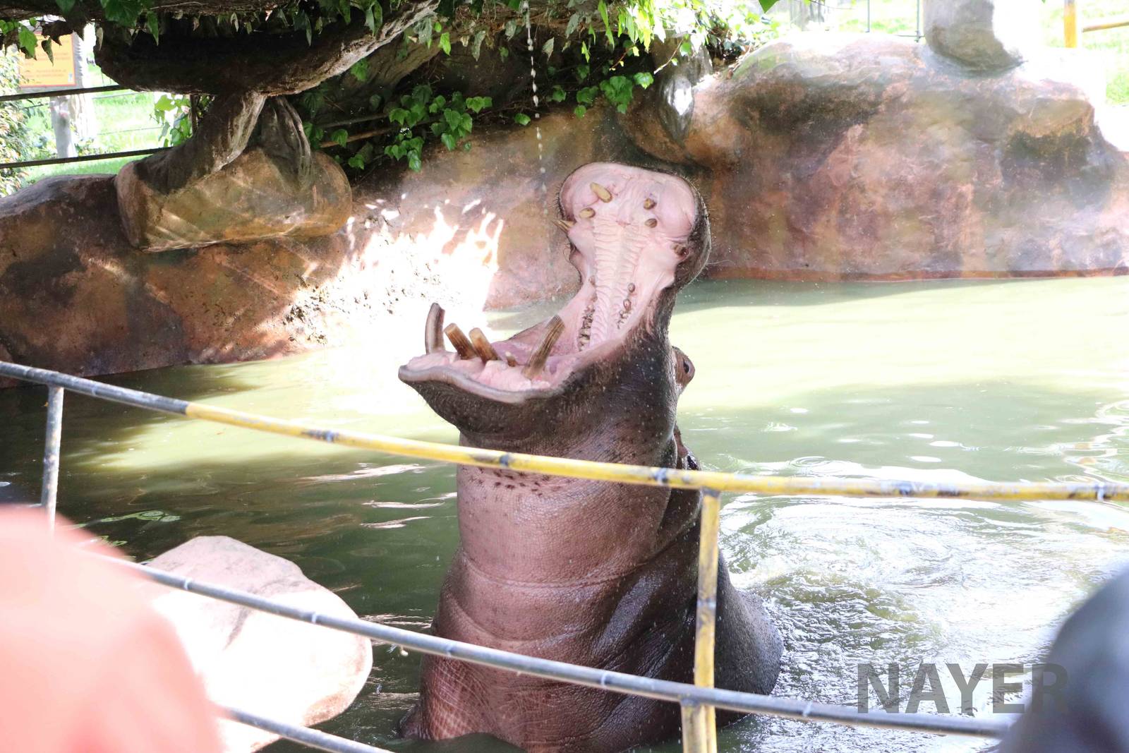 Drinking hippo, March 2016