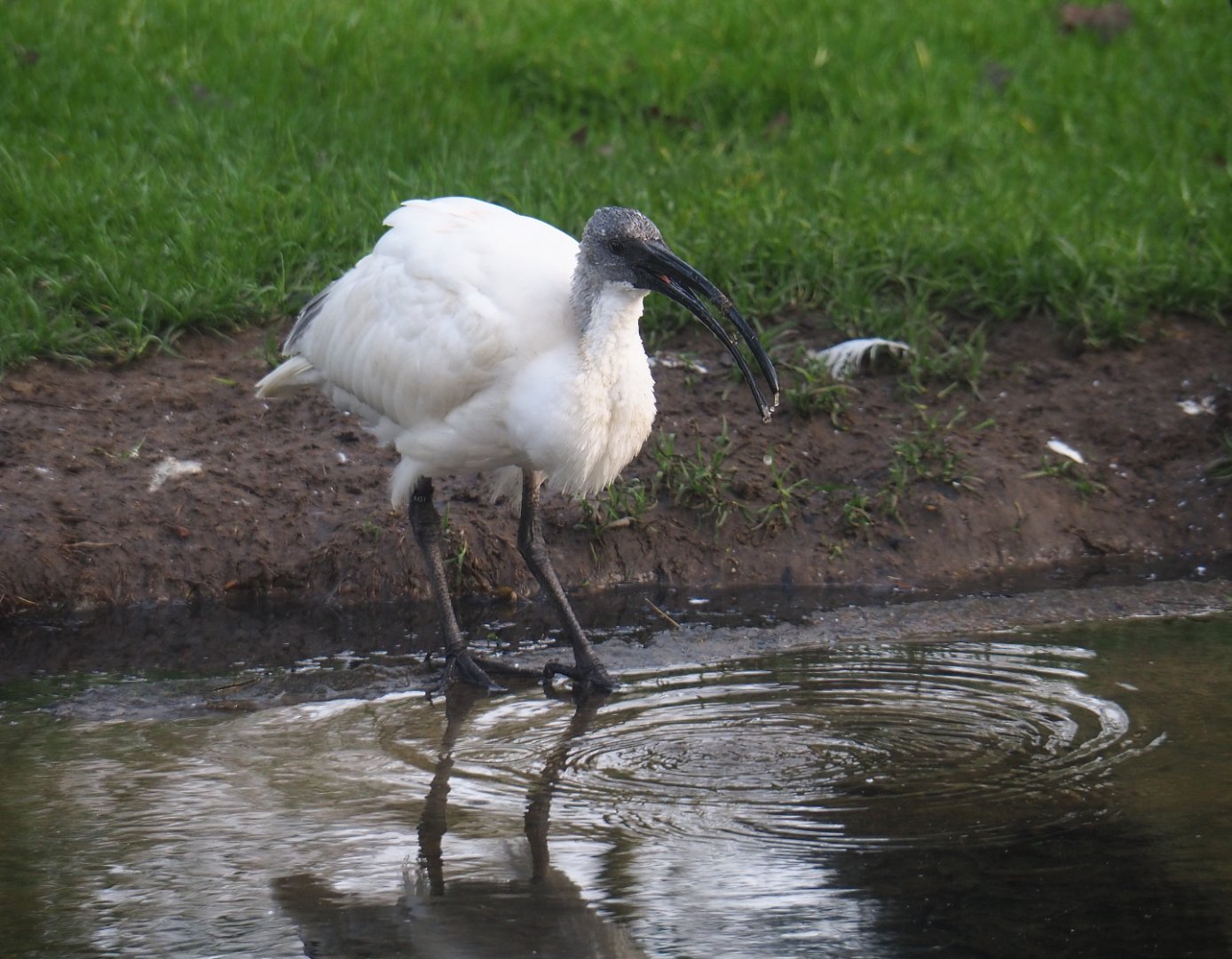 Drinking juvenile Black-headed ibis (Threskiornis melanocephalus), 2020-01-11