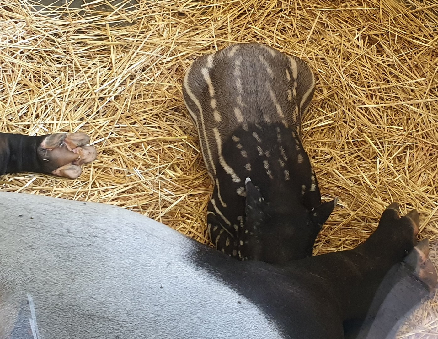Drinking Malayan tapir calf
