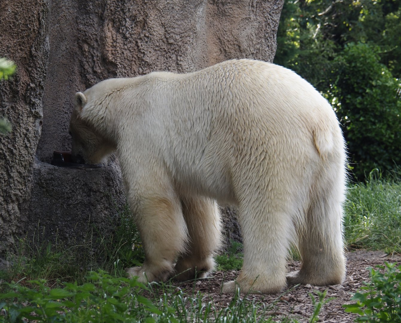 Drinking polar bear (Ursus maritimus), 2024-06-30
