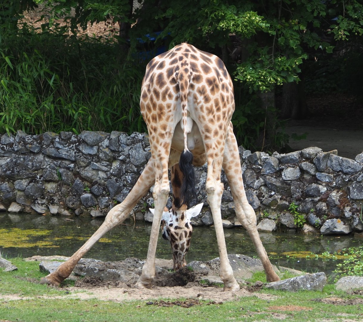 Drinking Rothschild's giraffe (Giraffa camelopardalis rothschildi), 2021-06-15