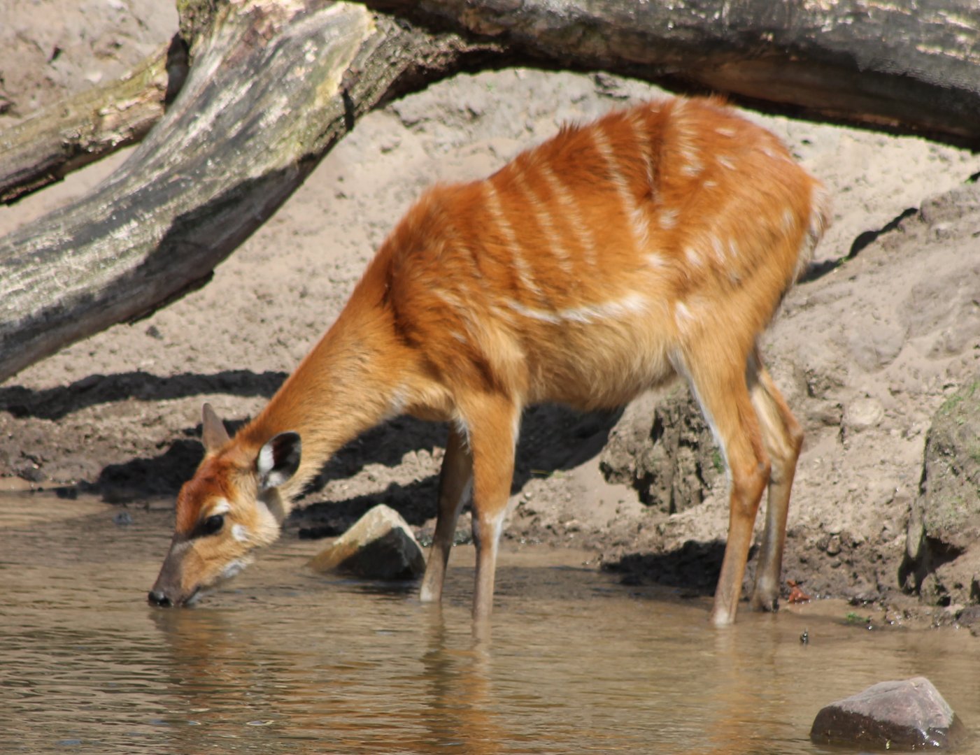 Drinking Sitatunga