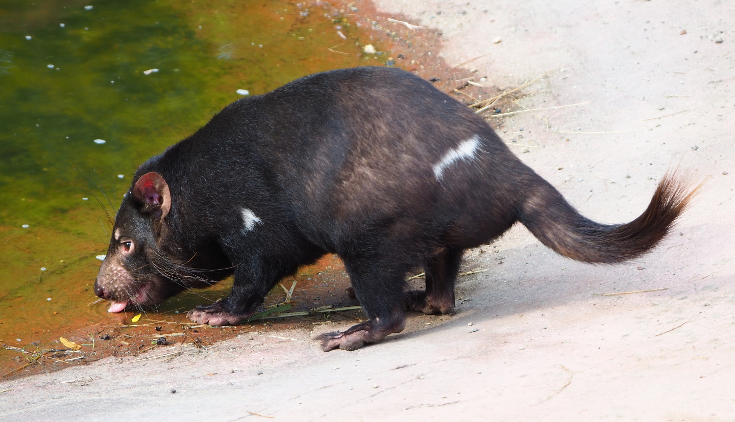 Drinking Tasmanian devil (Sarcophilus harrisii), 2020-08-15