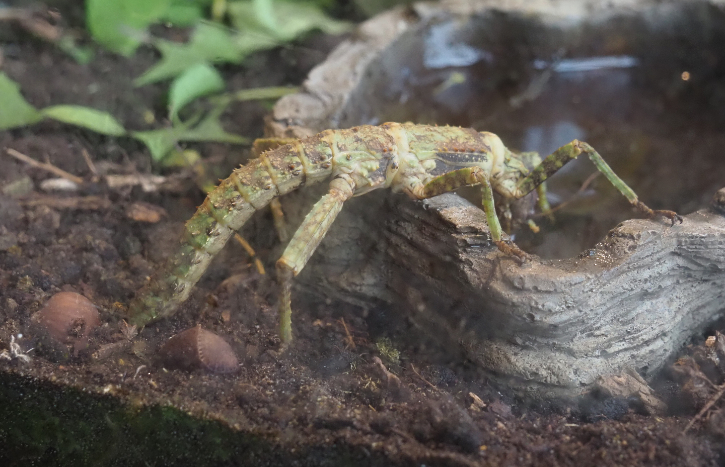 Drinking Thorny devil stick insect (Eurycantha calcarata), 2020-10-19