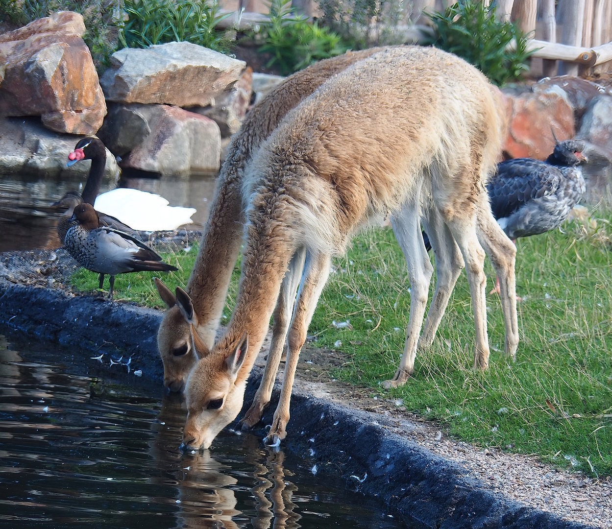 Drinking Vicuñas (Vicugna vicugna), 2022-08-28