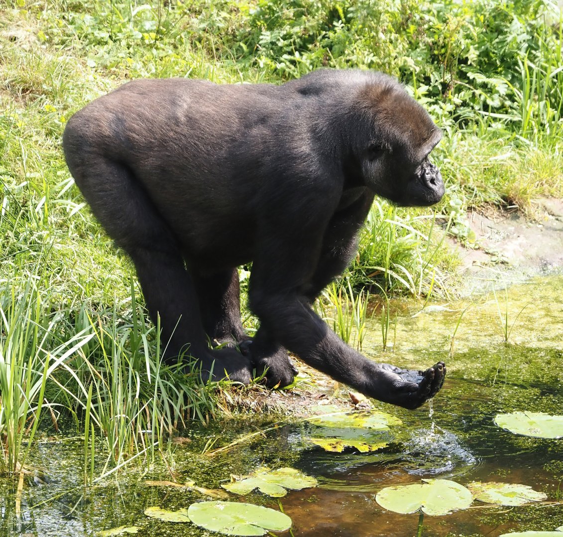 Drinking Western lowland gorilla (Gorilla gorilla gorilla), 2024-08-18