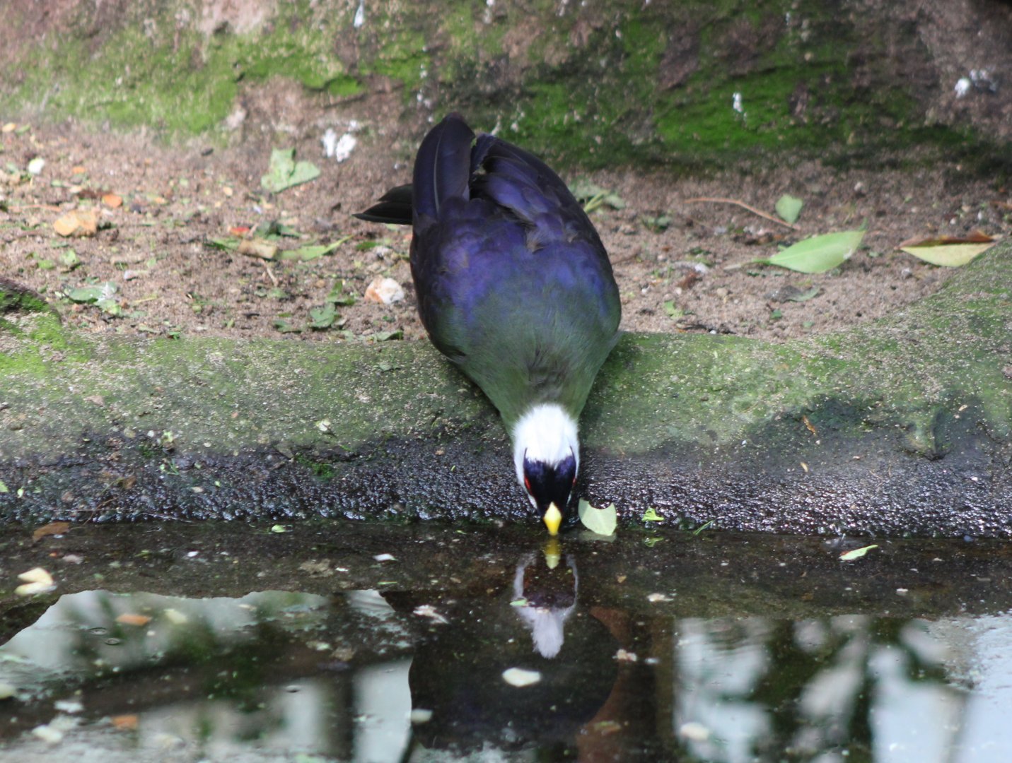Drinking White-crested touraco