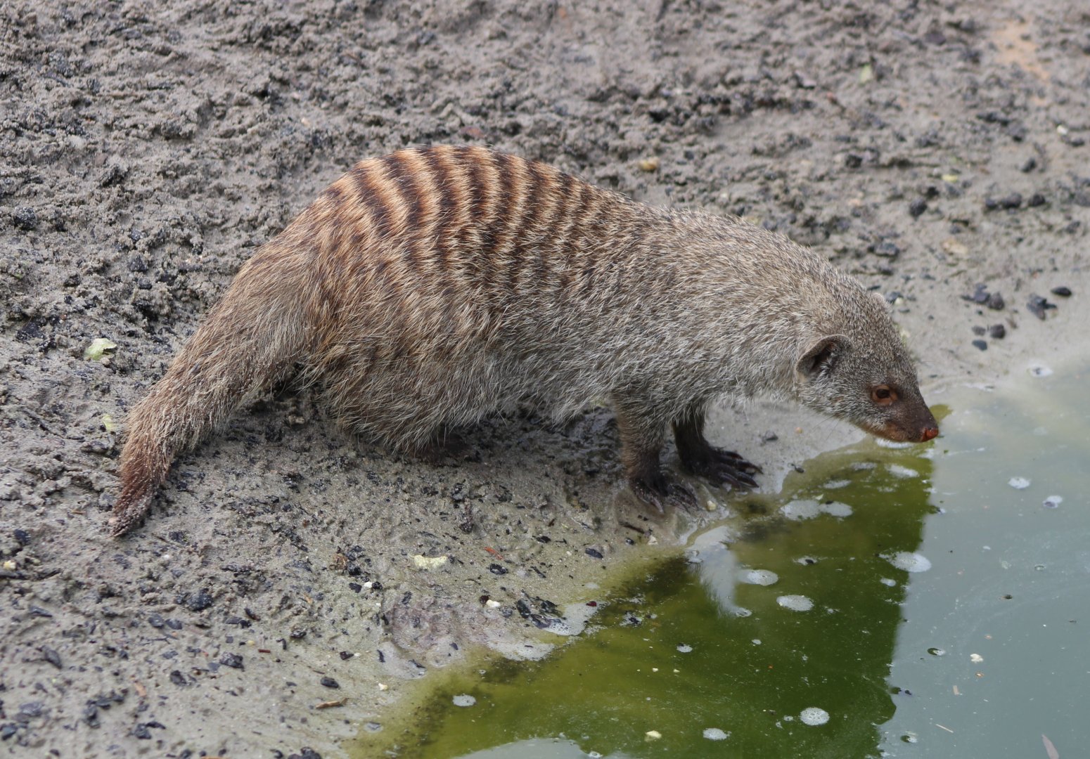 Drinking Zebra mongoose