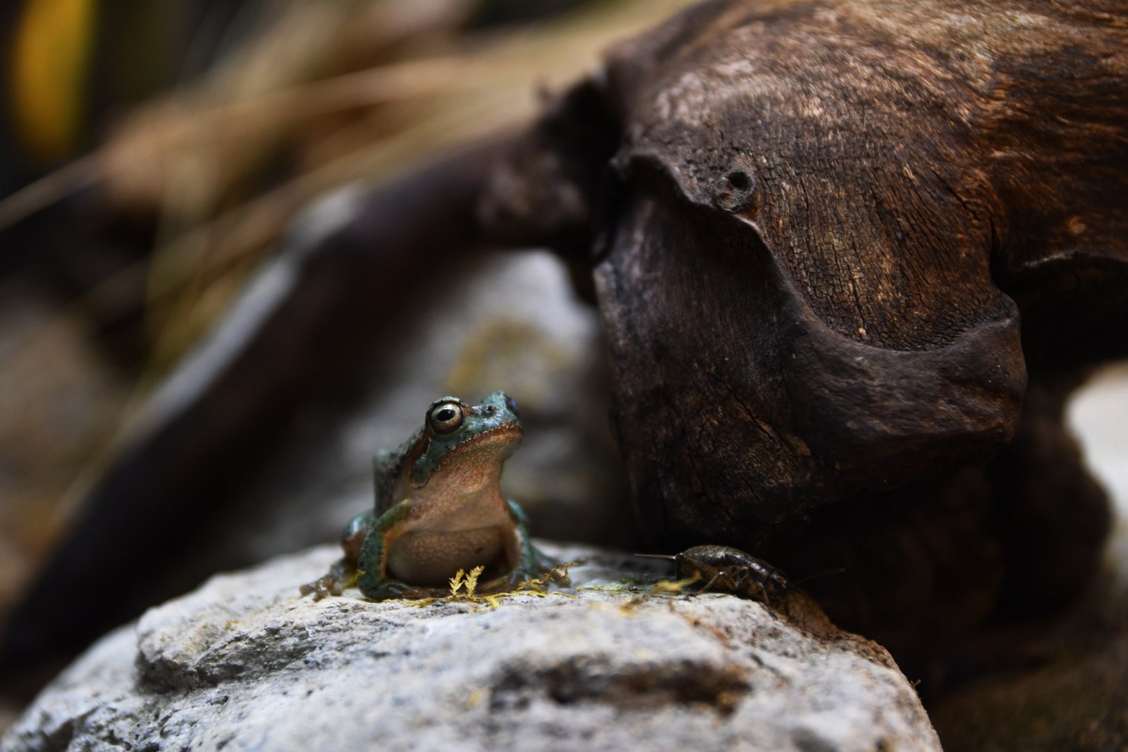 Driophytes versicolor