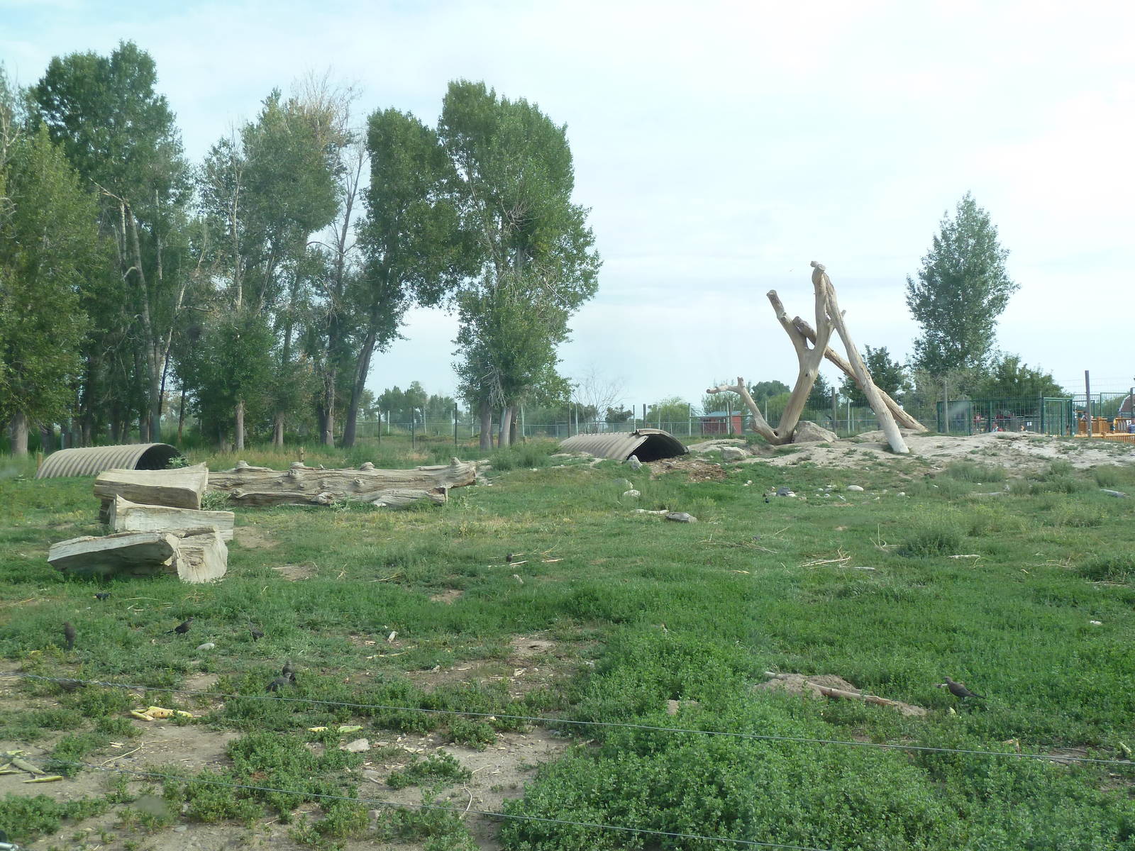 Drive-Through Area - American Black Bear Exhibit
