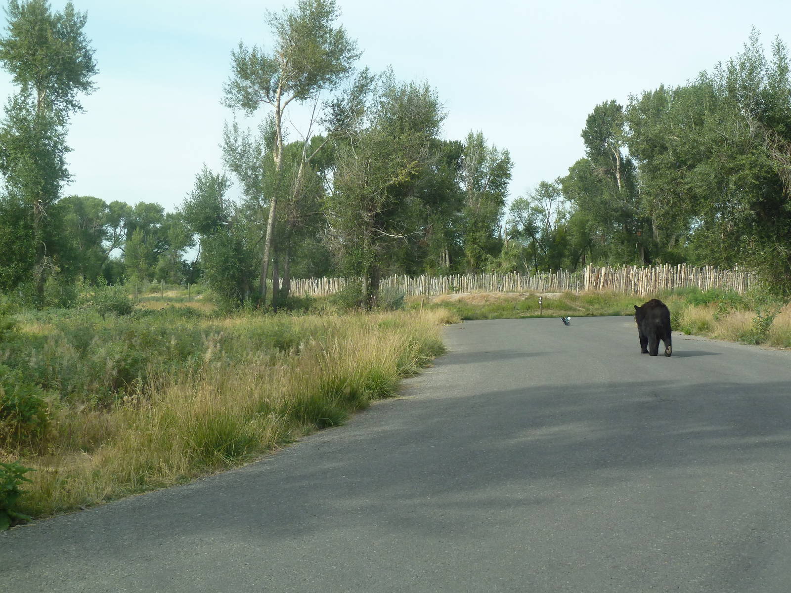Drive-Through Area - American Black Bear