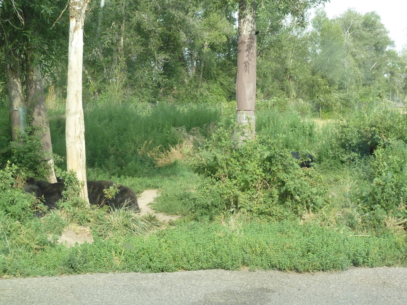 Drive-Through Area - American Black Bears