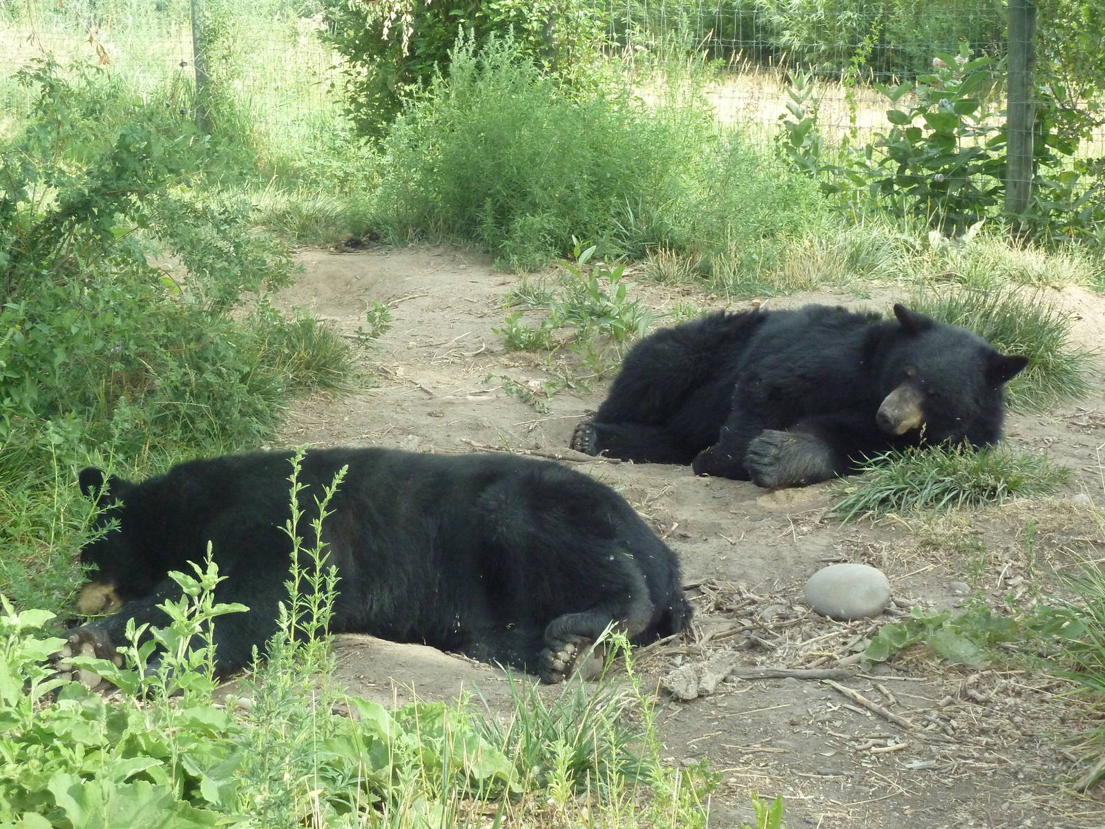 Drive-Through Area - American Black Bears