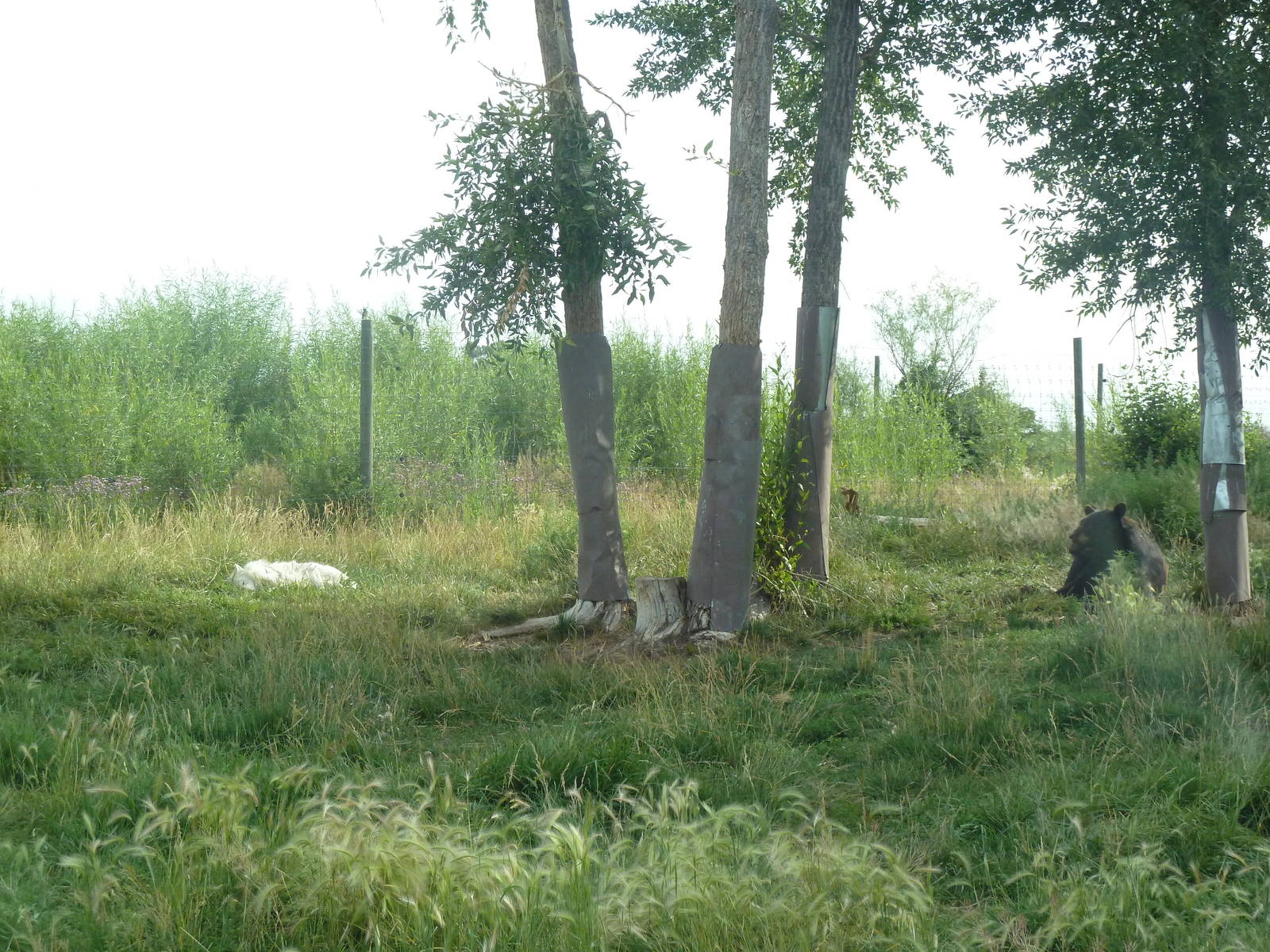 Drive-Through Area - Grey Wolves + American Black Bears
