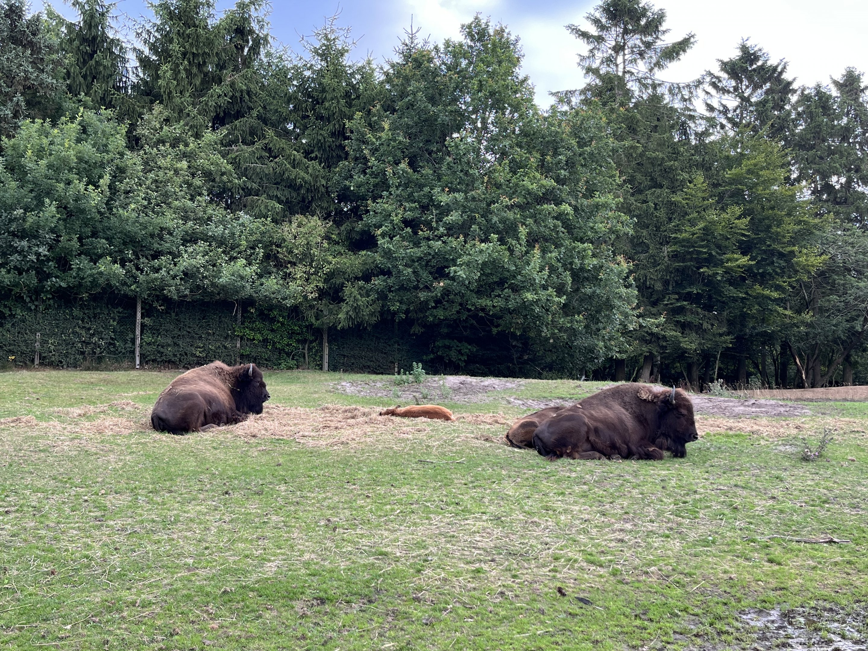 Drive Through - North America