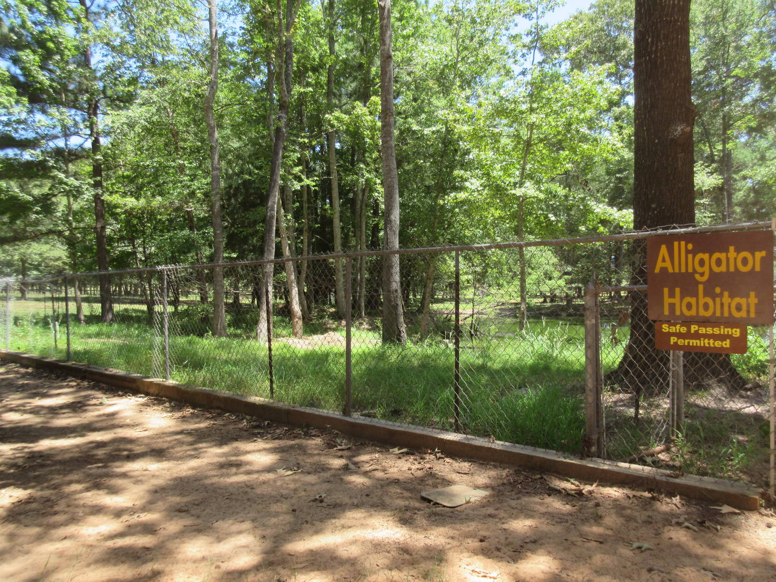 Drive-Through Safari - American Alligator Exhibit
