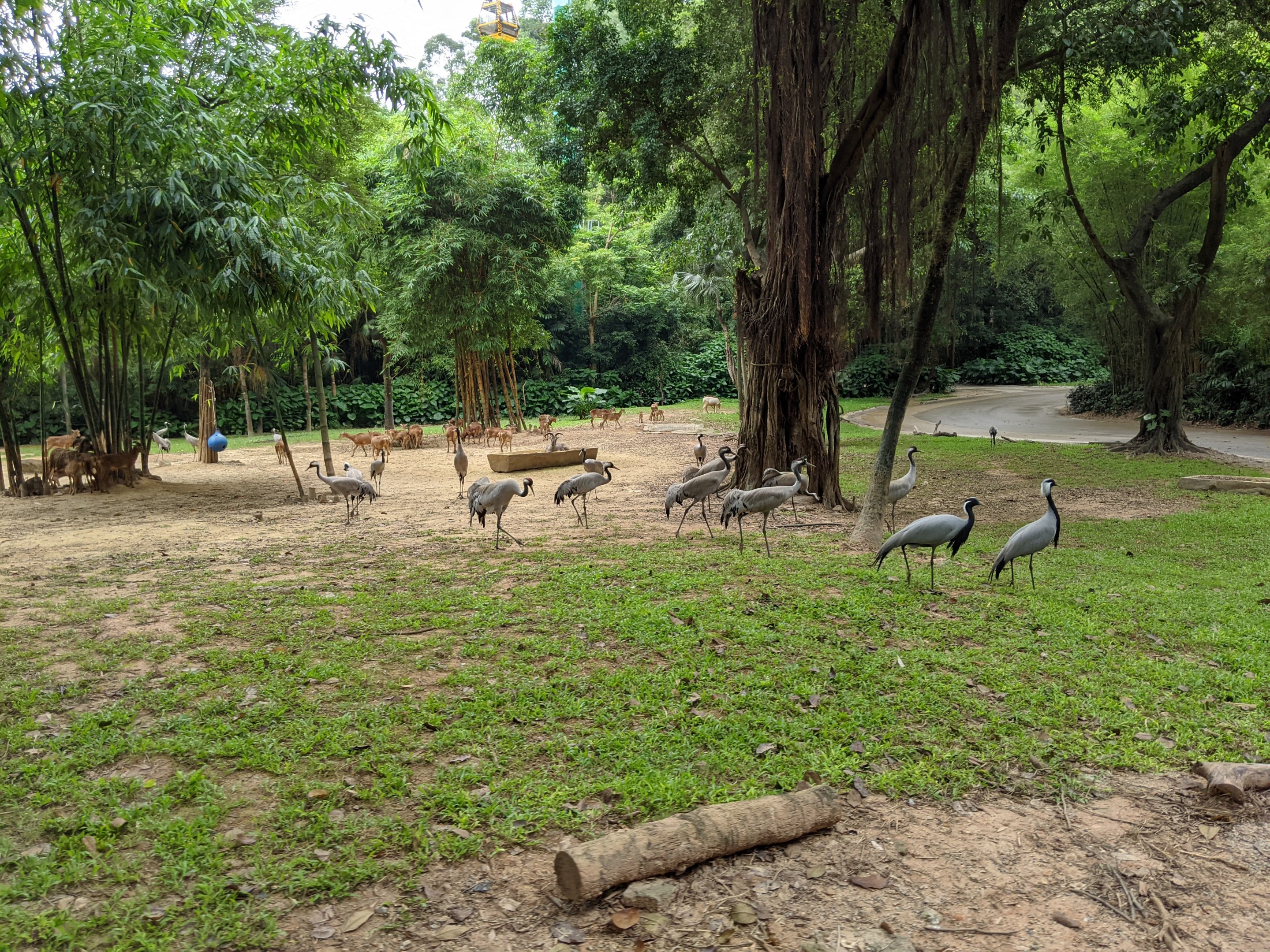 Drive-through safari area