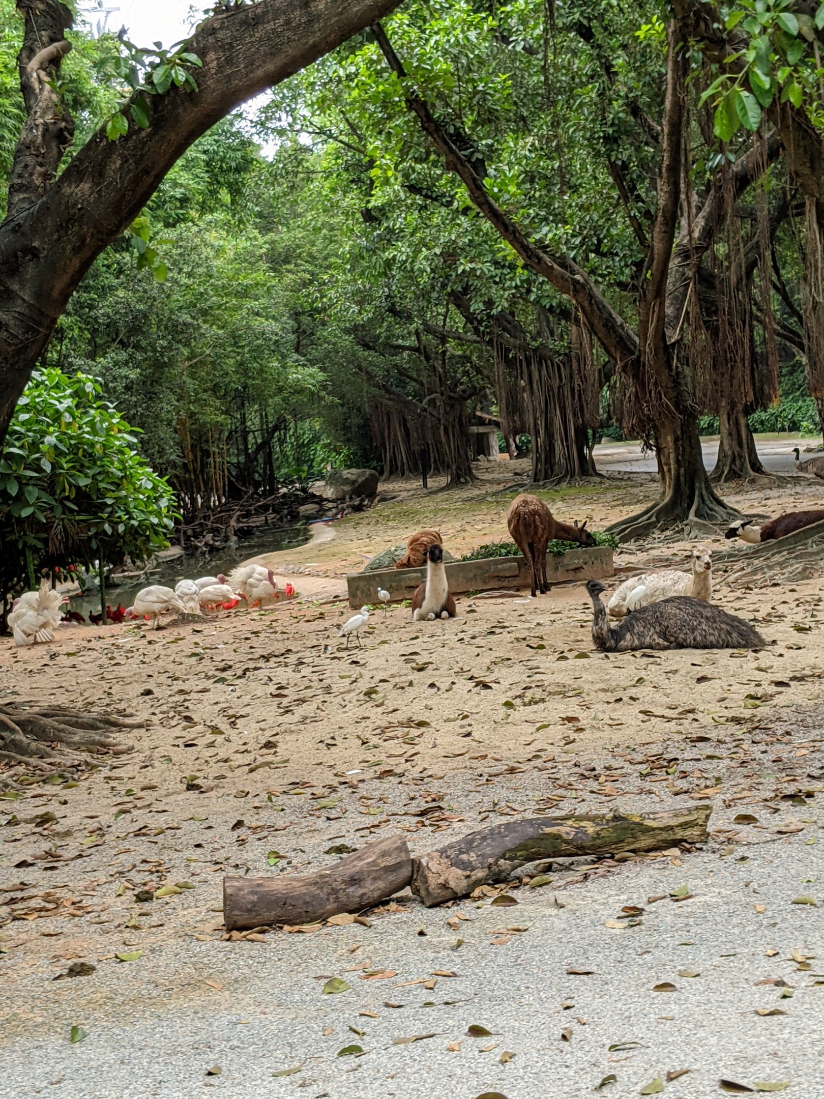 Drive-through safari area