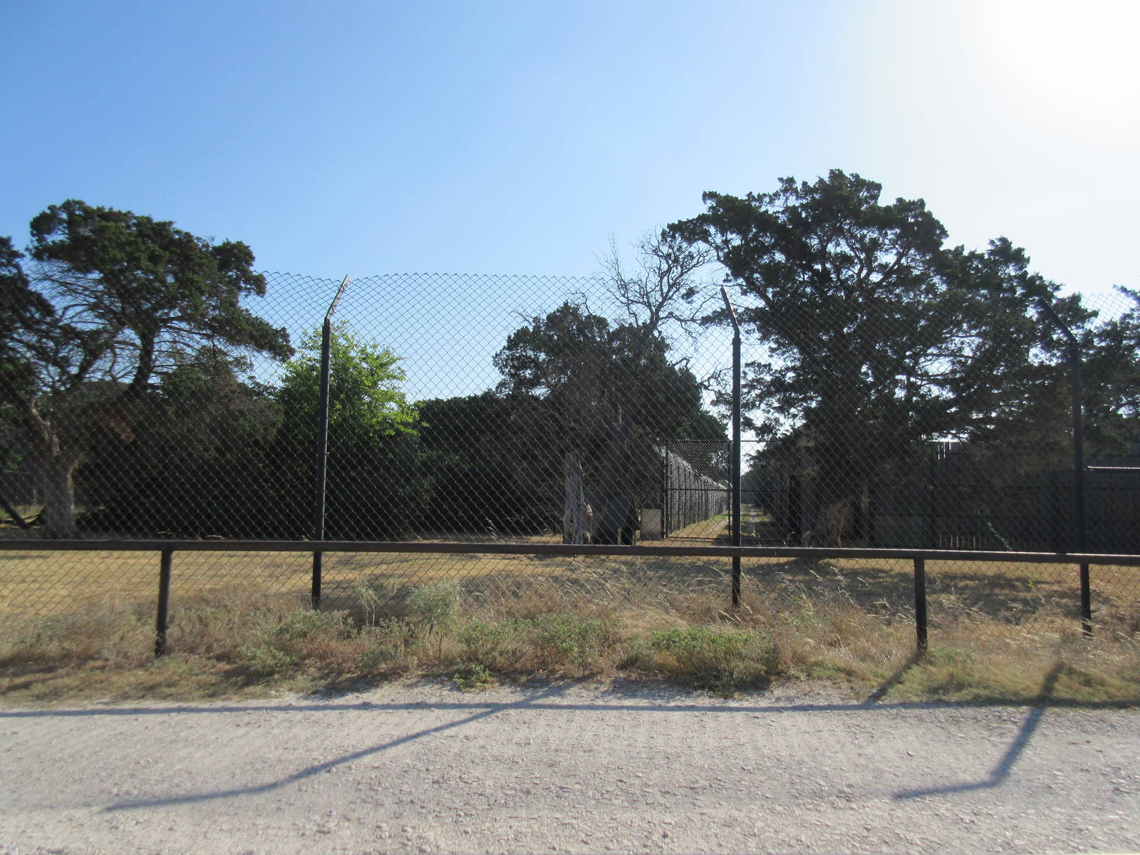 Drive-Through Safari - Cheetah Exhibit