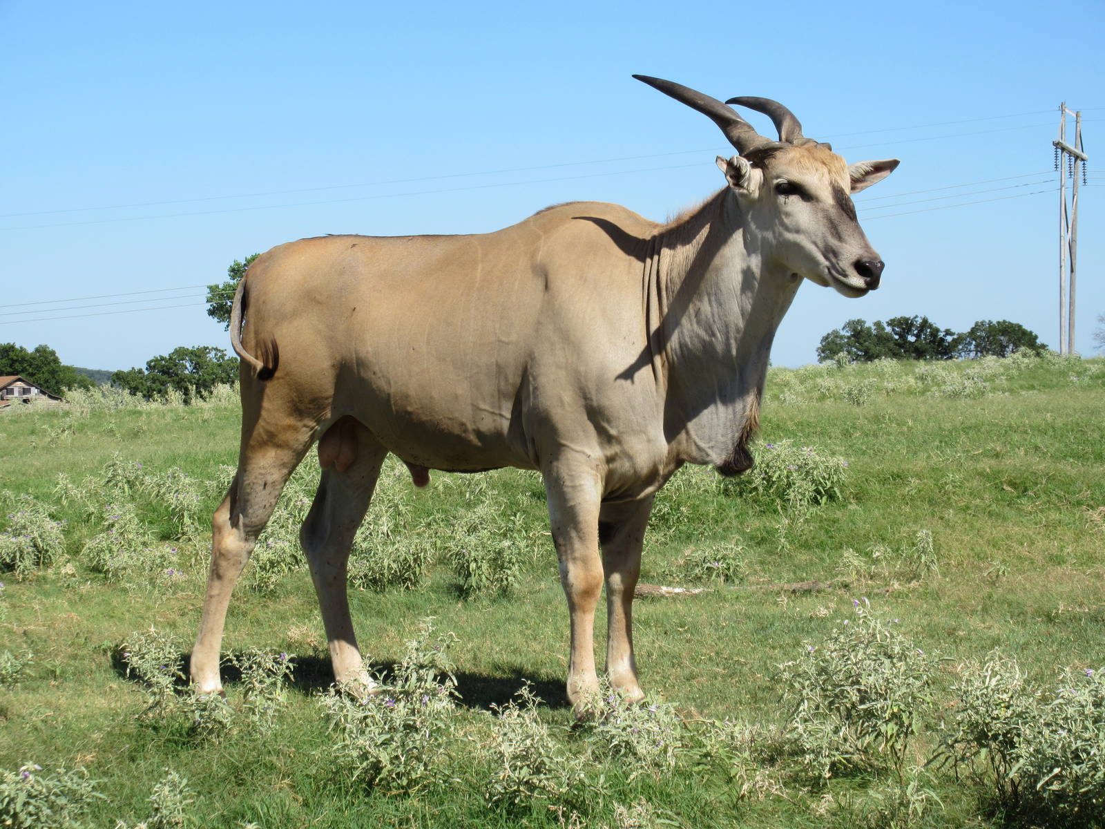 Drive-Through Safari - Common Eland