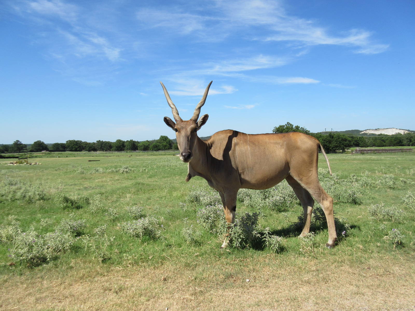 Drive-Through Safari - Common Eland
