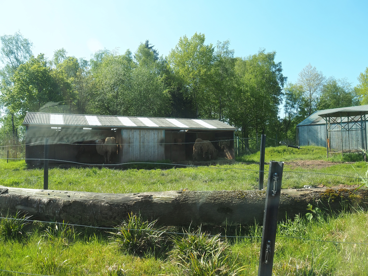 Drive-through safari - Domestic Bactrian camel paddock, 2023-05-19