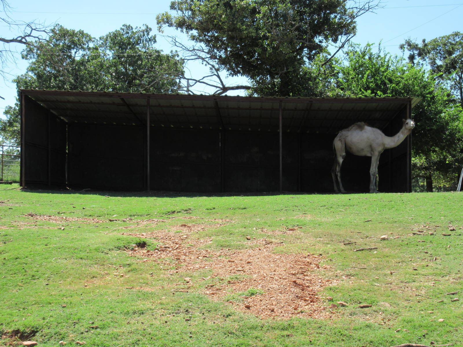 Drive-Through Safari - Dromedary