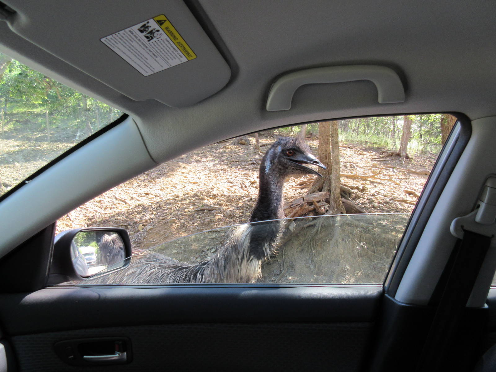 Drive-Through Safari - Emu