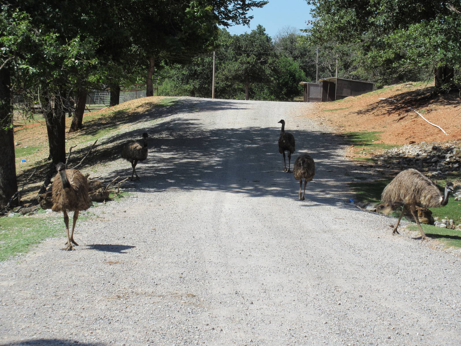 Drive-Through Safari - Emus