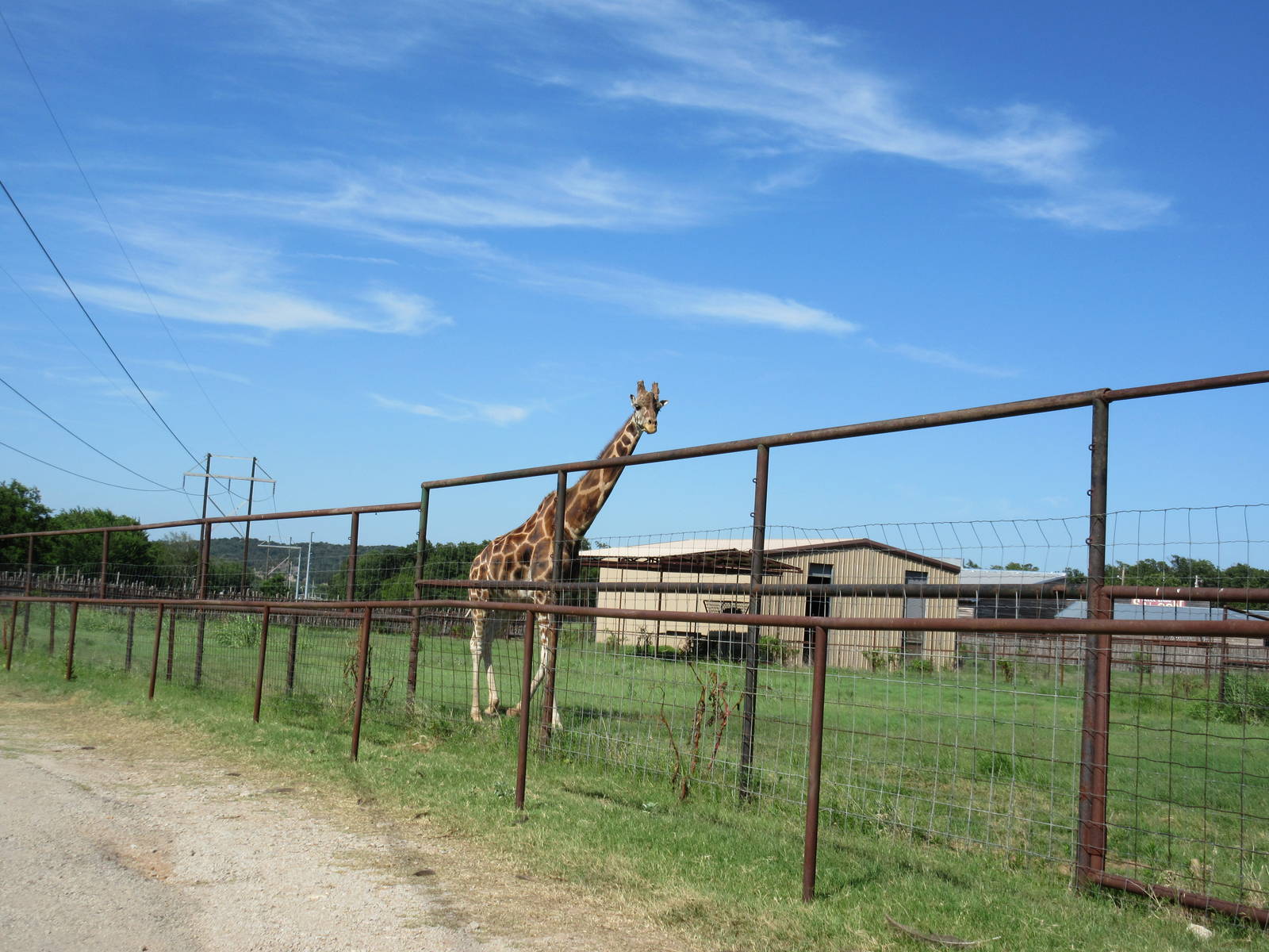 Drive-Through Safari - Giraffe Exhibit