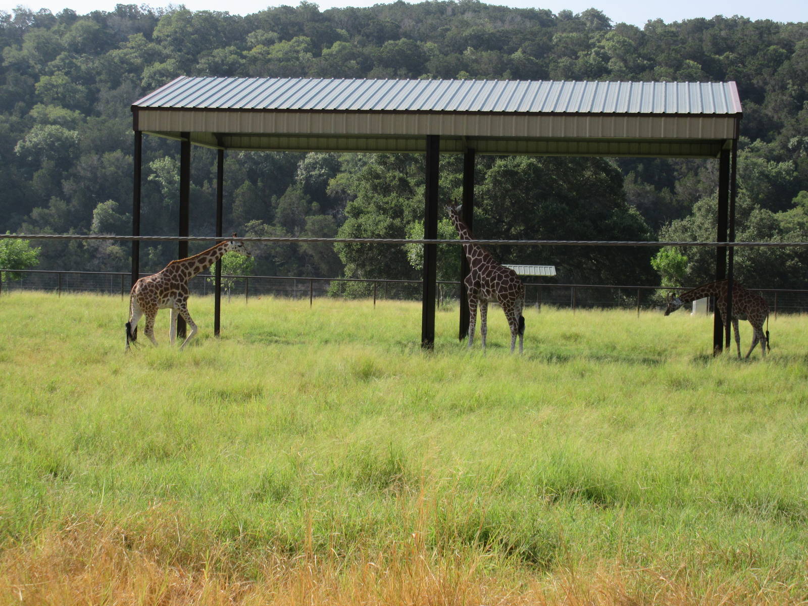 Drive-Through Safari - Giraffe Exhibit